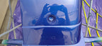 Blue Me Away Basecoat